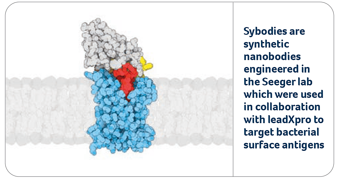 Sybodies are synthetic nanobodies engineered in the Seeger lab which were used in collaboration with leadXpro to target bacterial surface antigens