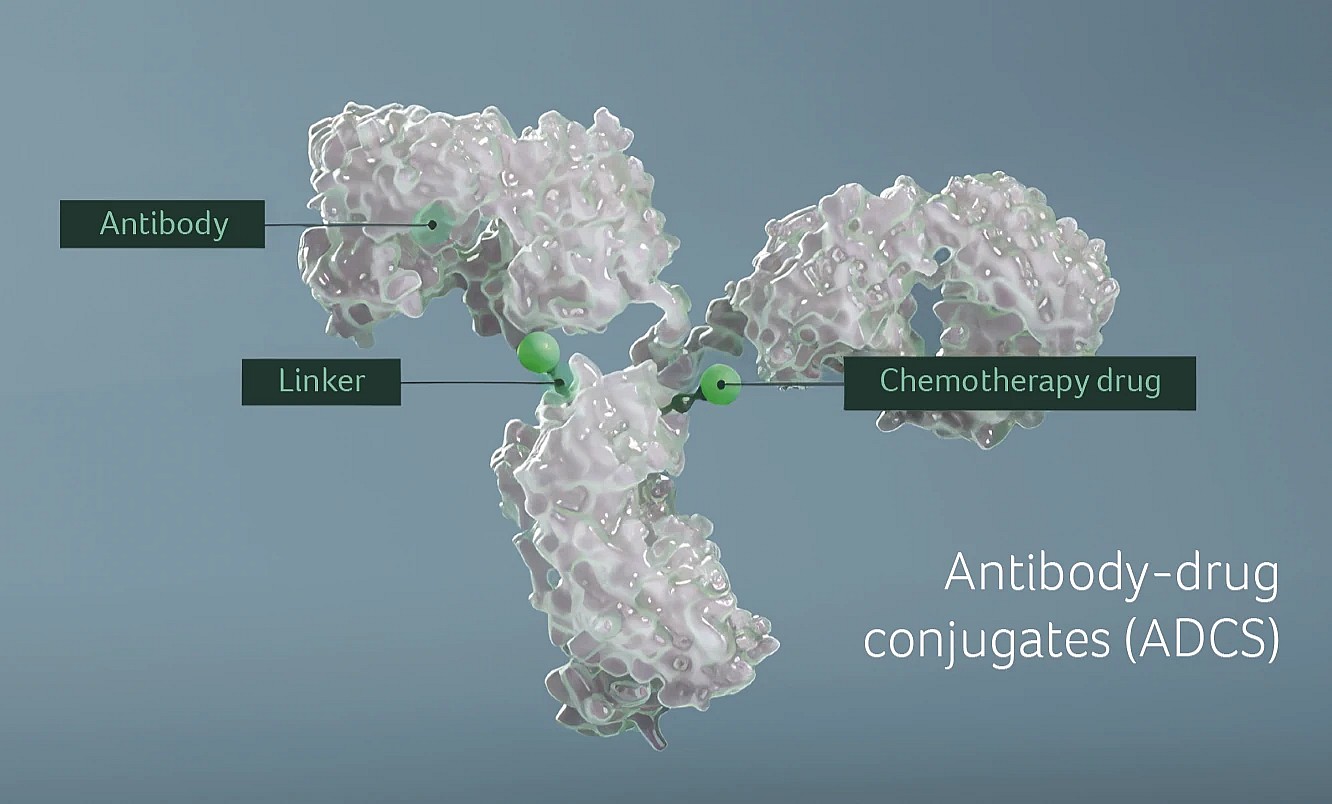 Antibody-drug conjugate (ADC) — antibody, linker and chemotherapy drug payload