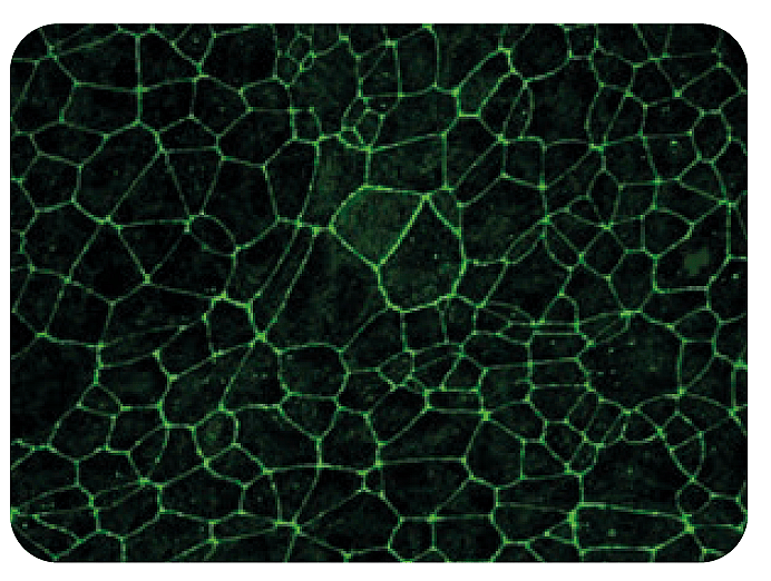 Blood-brain barrier cell model developed by Prof. Jack Rohrer and his group at the ZHAW