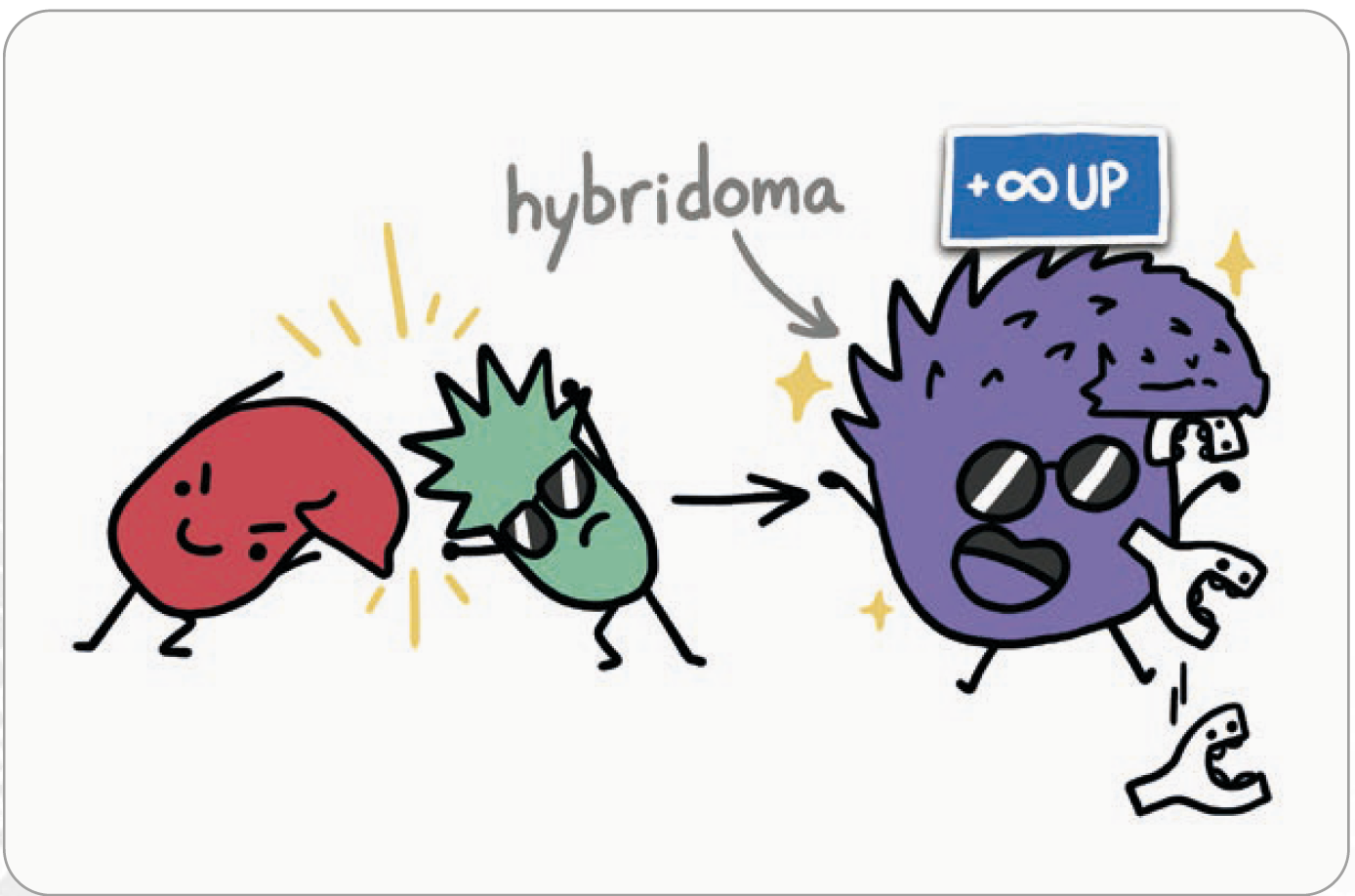 Figure 1: Fusing an antibody producing cell and a cancer cell leads to hybridoma combining both the immortality and the antibody producing capability.