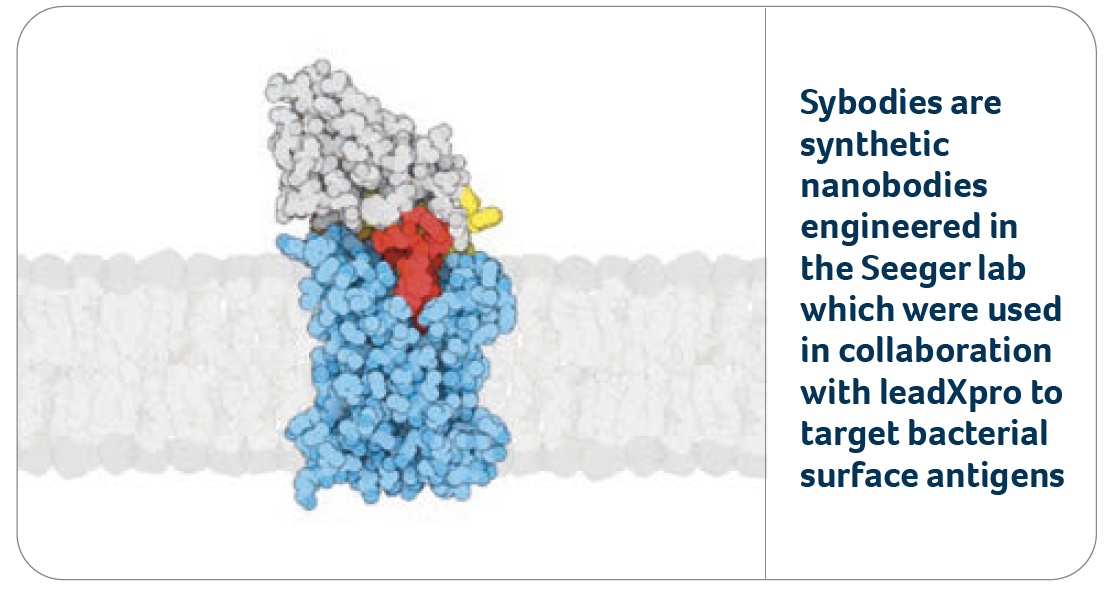 Sybodies are synthetic nanobodies engineered in the Seeger lab which were used in collaboration with leadXpro to target bacterial surface antigens