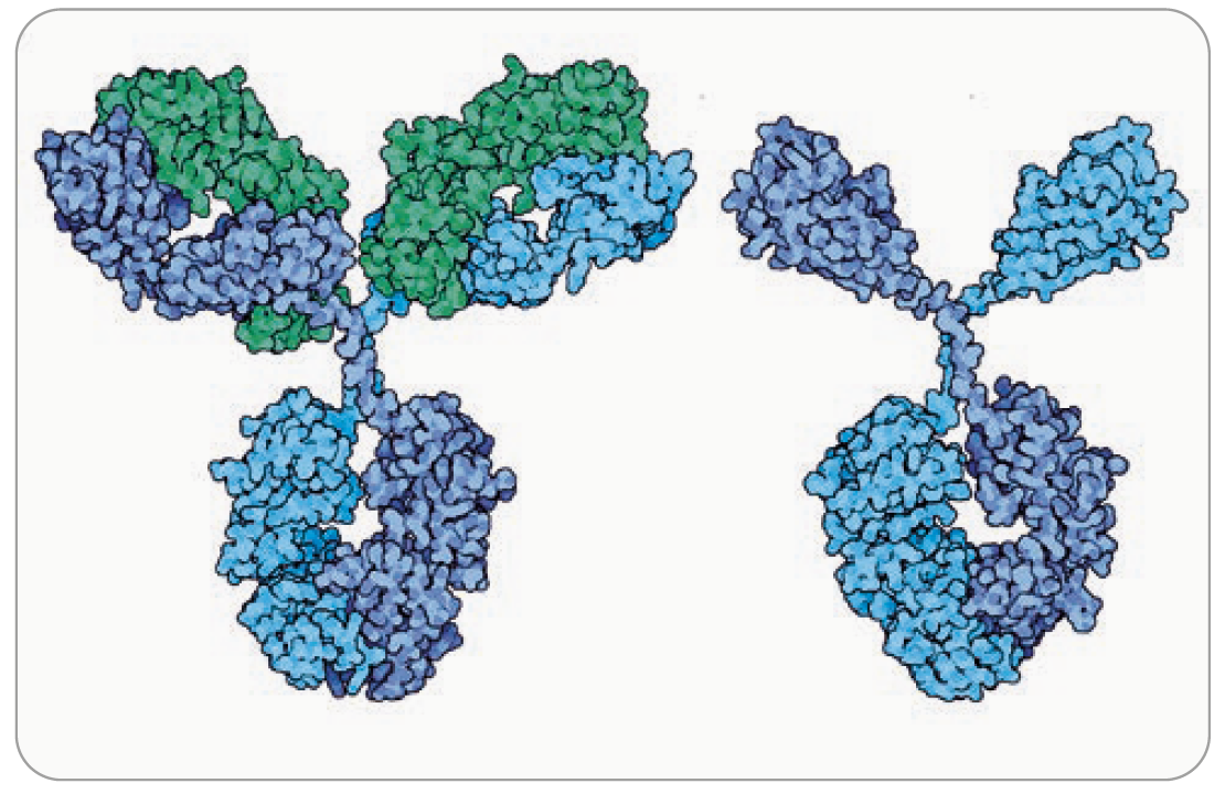 Figure 2: Two discoveries. Left: typical antibody as found in humans with 12 subdomains. Right: camel antibody consisting of only half of those domains. The two domains of the camel antibody at the top are very useful as they can be use on their own, called nanobodies. Picture: RCSB Protein Data Bank
