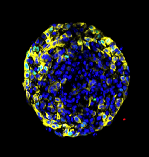 Listing cover image
